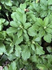 Pachysandra terminalis