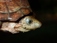Sternotherus carinatus