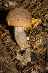 Leccinellum pseudoscabrum