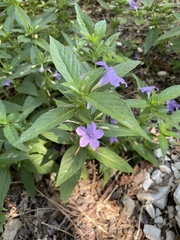 Ruellia humilis