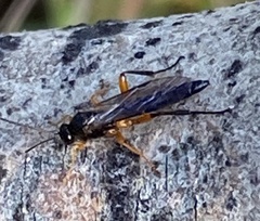 Pimpla