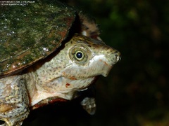 Sternotherus carinatus