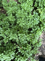 Pachysandra terminalis