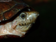 Sternotherus carinatus