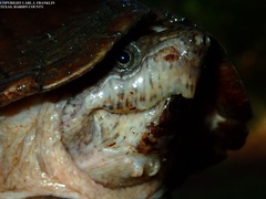 Sternotherus carinatus