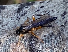 Pimpla