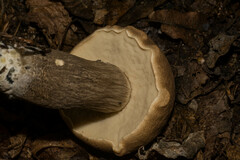 Leccinellum pseudoscabrum