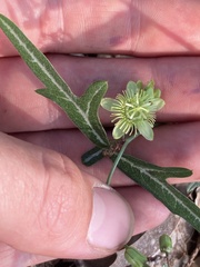 Passiflora tenuiloba