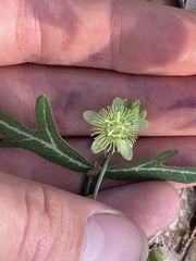 Passiflora tenuiloba