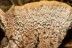 Abortiporus biennis
