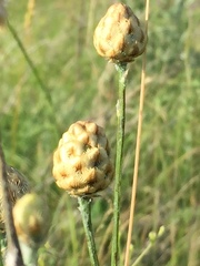 Centaurea orientalis