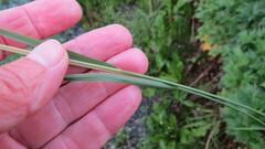 Poa trivialis