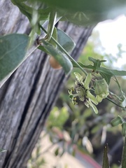 Passiflora tenuiloba