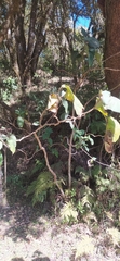 Solanum betaceum