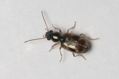 Bembidion articulatum