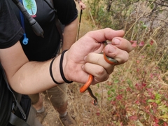 Diadophis punctatus vandenburgii