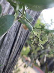 Passiflora tenuiloba