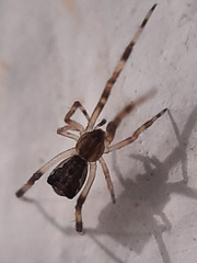 Episinus
