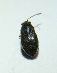 Stygnocoris rusticus