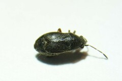Stygnocoris rusticus