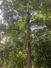 Acer floridanum
