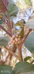 Solanum betaceum