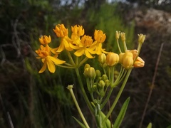 Asclepias curassavica