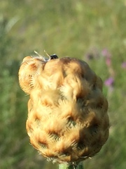Centaurea orientalis