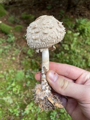 Chlorophyllum olivieri