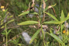 Asclepias curassavica