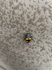 Nicrophorus tomentosus