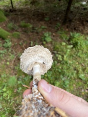Chlorophyllum olivieri