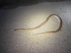 Arizona elegans