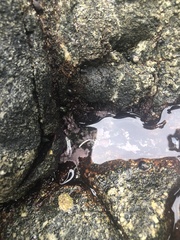 Chamberlainium tumidum