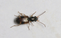 Bembidion articulatum