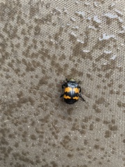 Nicrophorus tomentosus