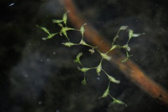 Lemna trisulca