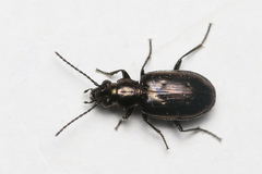 Bembidion bipunctatum