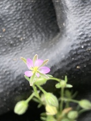 Spergularia