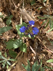 Ceratostigma plumbaginoides