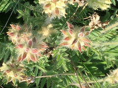 Oxytropis pilosa