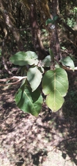 Solanum betaceum