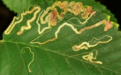 Stigmella subtrimaculella