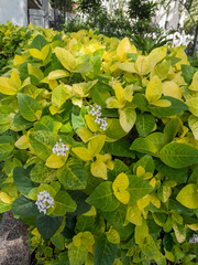 Pseuderanthemum maculatum