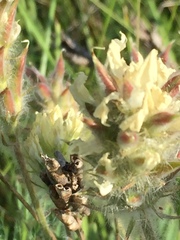 Oxytropis pilosa