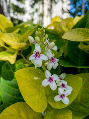 Pseuderanthemum maculatum
