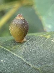 Caryomyia viscidolium