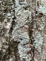 Physcia americana