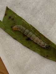 Blastobasis glandulella