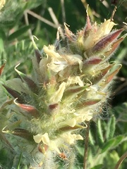 Oxytropis pilosa